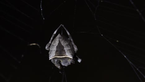 a very close capture of this spider spinning its web on its prey, legs moving as the light shines on it