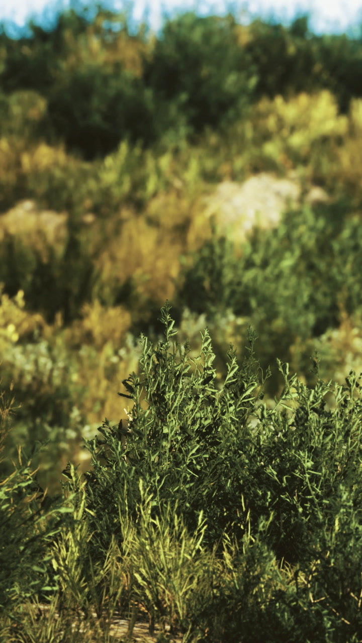 Lush green landscape filled with wild shrubs and natural beauty in sunlight