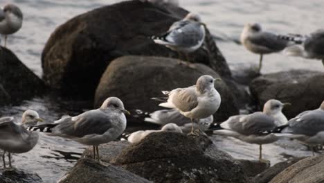 Toma-Panorámica-De-Gaviotas-Descansando-Sobre-Rocas-Costeras