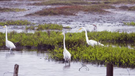 Garcetas-A-Lo-Largo-De-Un-Camino-En-Aransas-Pass-Pesca..