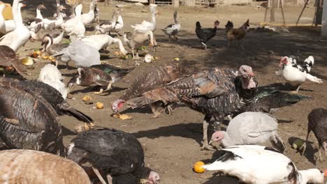 turkeys and ducks pecking food on a farm