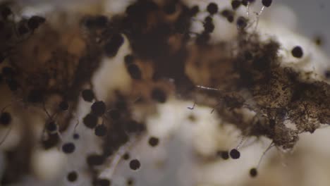 hongos aspergillus niger moho grupo denso bajo microscopio vista oscura