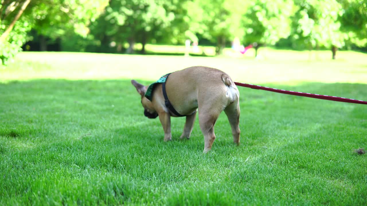 프랑스 불독은 공원에서 휴식을