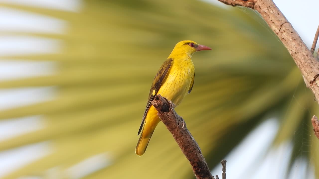 일출의 인도 황금 꾀꼬리 ..