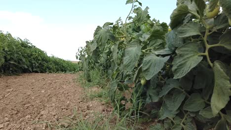 línea de arbustos de tomate en el campo