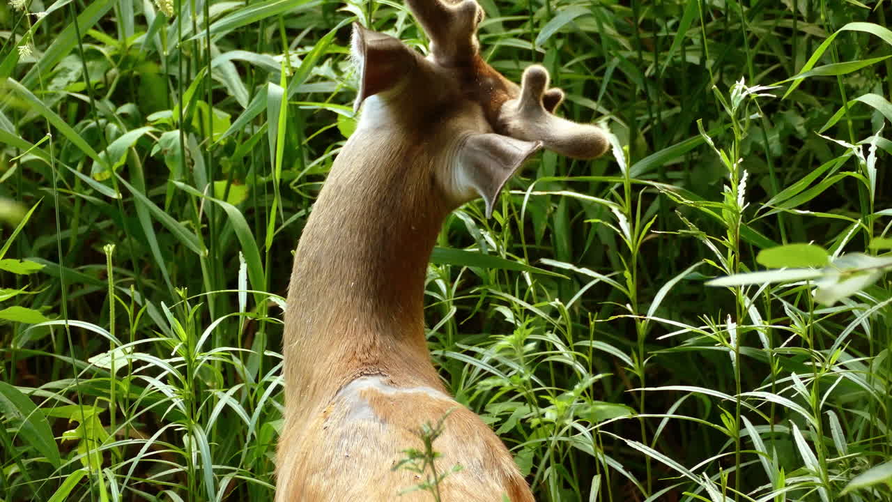 ciervo, herbívoro, comiendo hierba, pastando en un prado