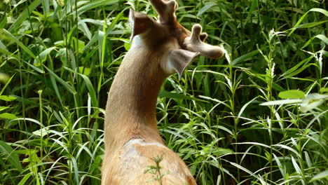 Deer,-herbivore,-eating-grass,-grazing-in-a-meadow