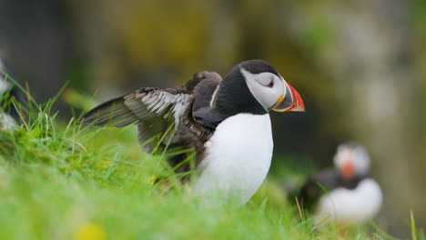 Close-up-of-Atlantic-Puffin-bird-rousing,-shaking-head-and-feathers-on-cliff,-Slomo