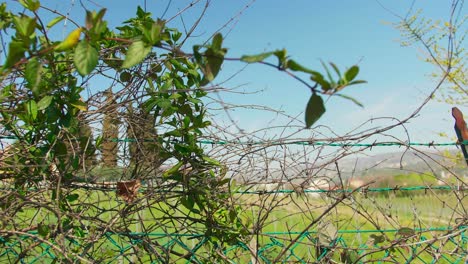 antigua valla de alambre de púas con hierba verde en el campo