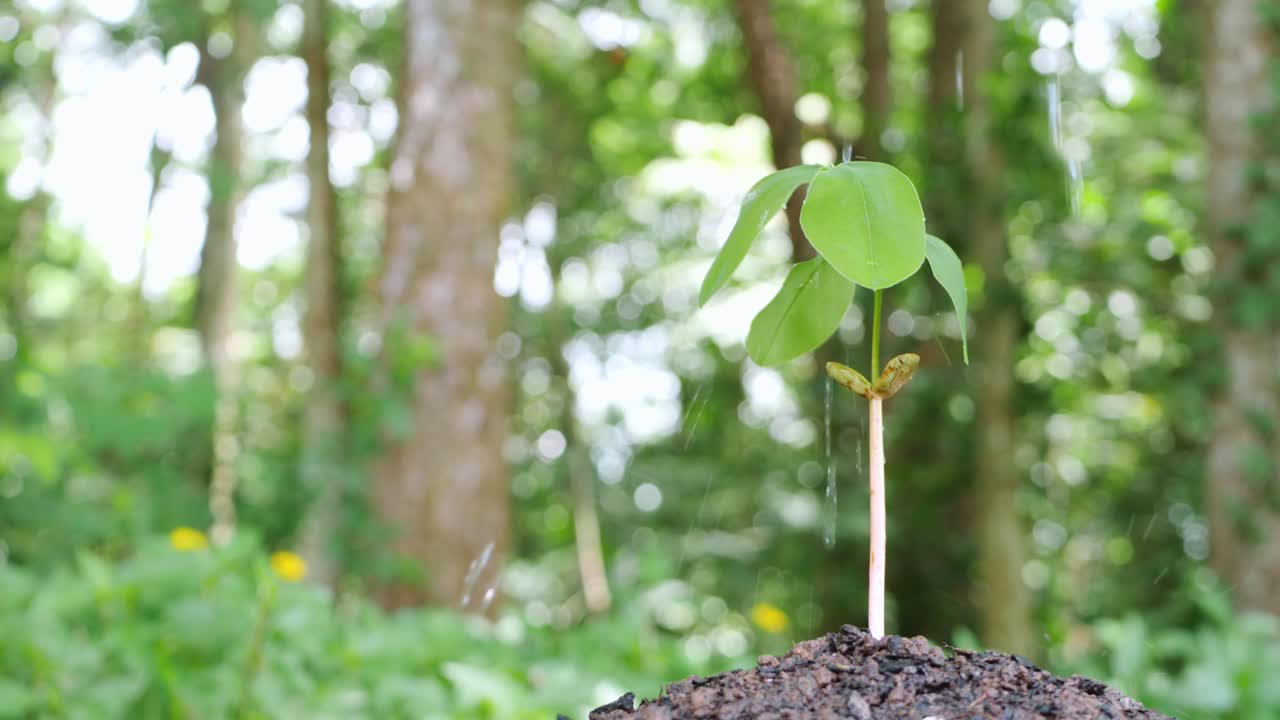 small tree growing It has been planted and watered well.