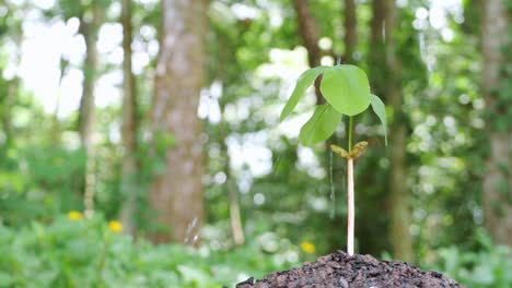 small tree growing it has been planted and watered well.