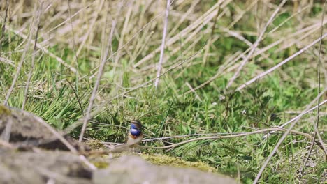 tiny bluethroat bird wandering on mossy boulder, dry reed and grass vegetation in the background