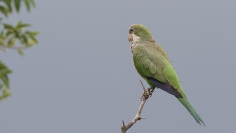 a south american monk parakeet or quaker parrot perched on a branch