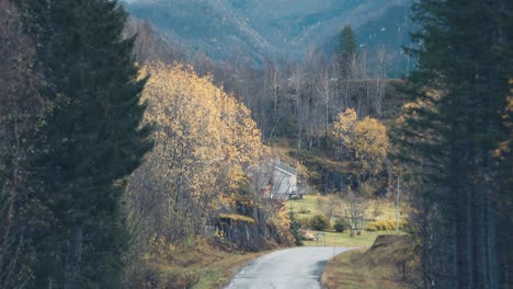 a narrow road goes through the autumn landscape