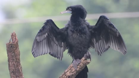 cormorán en el árbol relajándose