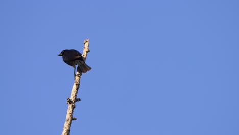 Hermoso-Pájaro-Negro,-Molothrus-Bonariensis-Con-Una-Pluma-Reflectante-Brillante-Parada-En-Un-árbol-Que-Mueve-Su-Cabeza-Al-Azar,-Explorando-Y-Escaneando-Su-Entorno-Con-Un-Fondo-De-Cielo-Azul-Claro