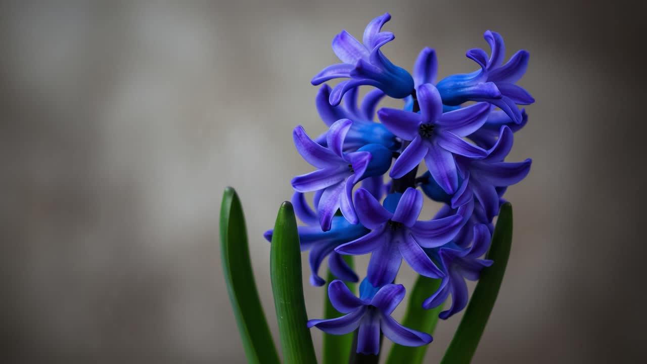 Captivating Purple Hyacinth Blooms: A Close-Up Exploration of Nature's Intricate Floral Beauty Showcasing Vibrant Color and Elegance