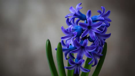 captivating purple hyacinth blooms: a close-up exploration of nature's intricate floral beauty showcasing vibrant color and elegance