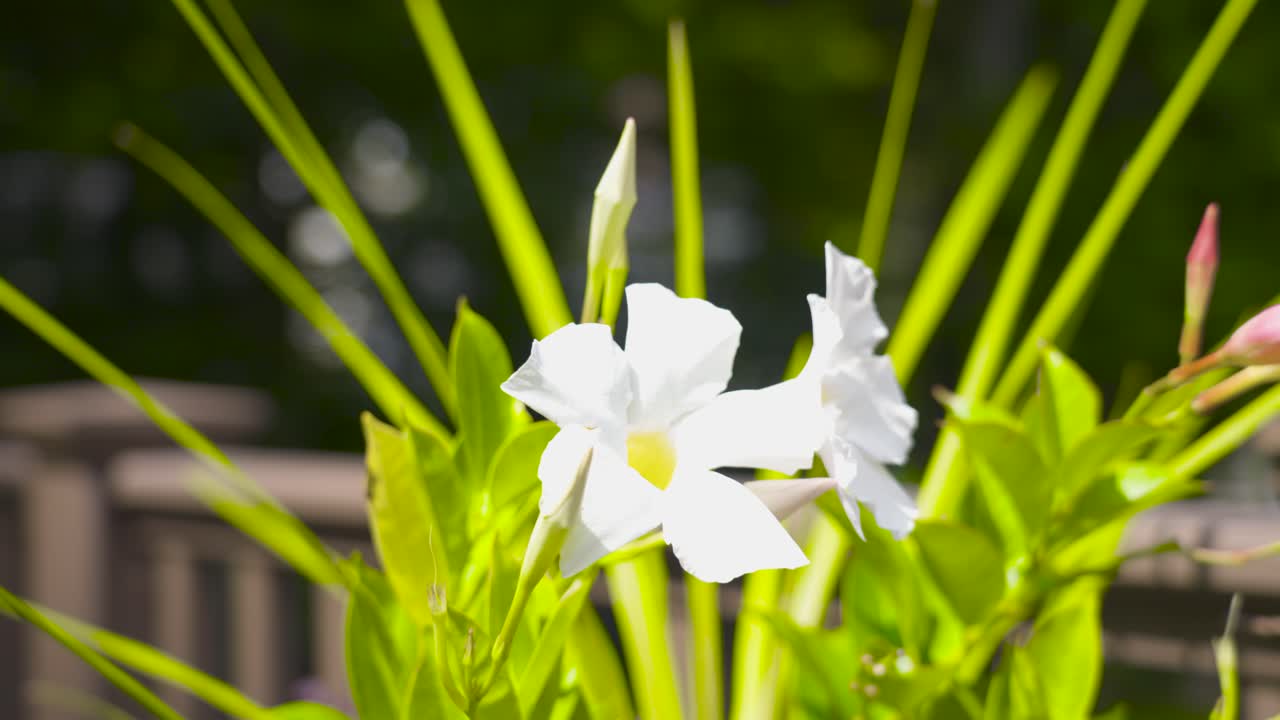 천천히 멀리 당기고 플랜터 상자에서 회전