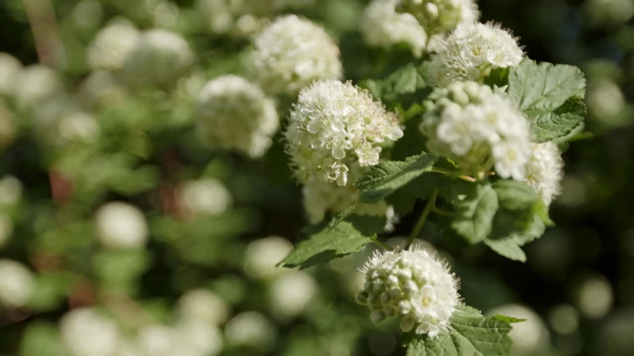 White Flower Clusters Of The Chinese Snowball Viburnum. Selective Focus Shot