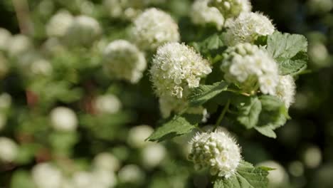 white flower clusters of the chinese snowball viburnum. selective focus shot