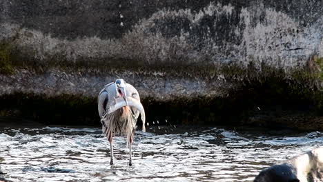 slow motion of great blue heron eats a large fish