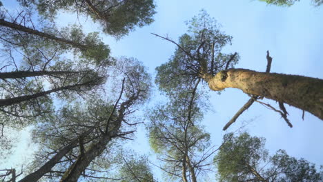 Altas-Copas-De-Pinos-Moviéndose-Suavemente-Con-El-Viento