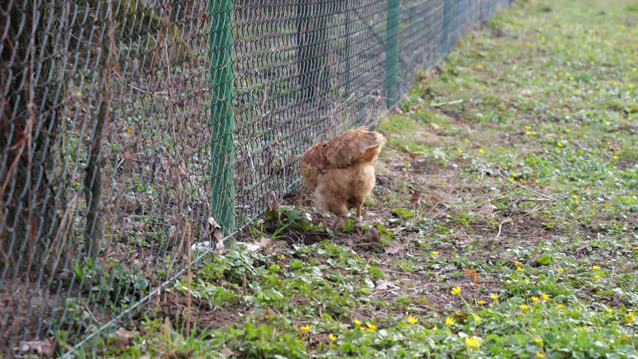 gallina rastrillando la tierra con efecto de cámara lenta cerca de la valla