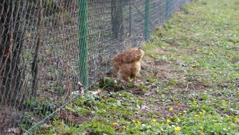 Hen-raking-in-earth-with-slow-motion-effect-near-fence