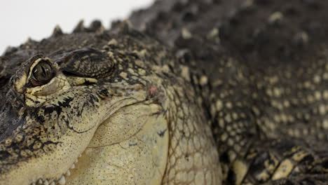 American-Alligator---pan-shot-to-reveal-alligator-face