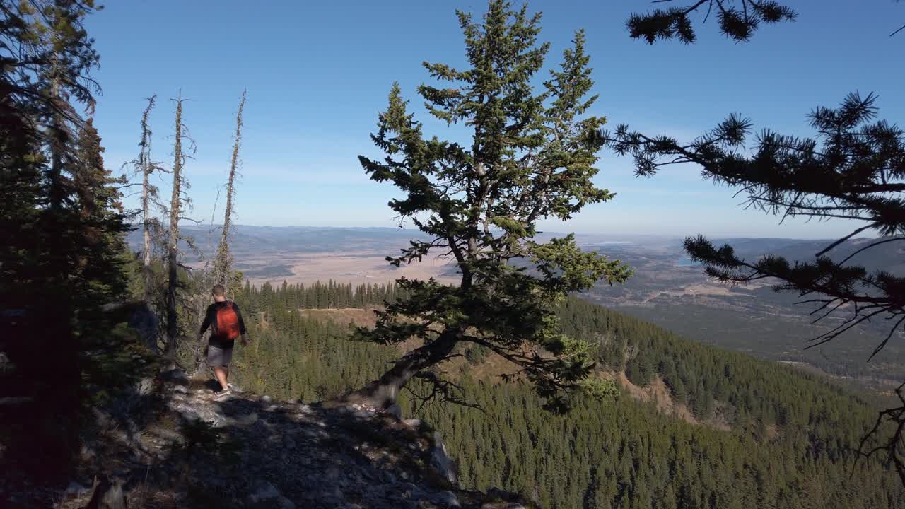 excursionista caminando por la repisa de la montaña árbol torcido