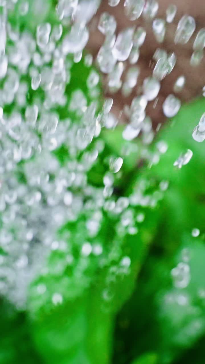 Gocce d'acqua scintillano mentre scendono a cascata su rigogliose foglie verdi, mettendo in risalto i colori vivaci e l'essenza rinfrescante della natura in un ambiente sereno