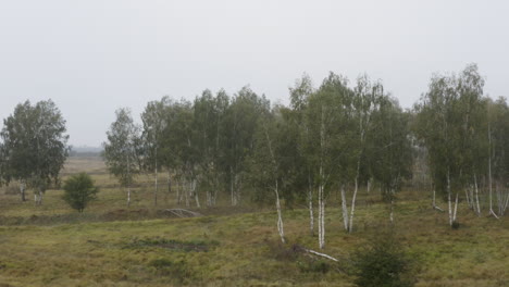 Birkenhain-Mit-Umgestürzten-Bäumen-In-Einem-Nebligen-Herbstmoor-In-Tschechien