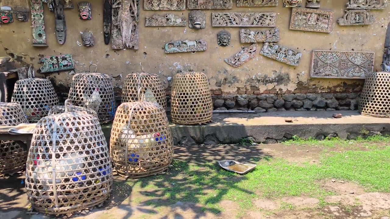 Geleneksel Bali oymalarıyla süslü, yıpranmış bir duvarın yanında, dokuma bambu kafeslerde dinlenen horozların yer aldığı nostaljik ve büyüleyici kırsal manzara