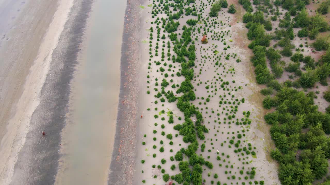 plantación de árboles en la costa tropical con palmeras que vuelven a crecer, vista aérea