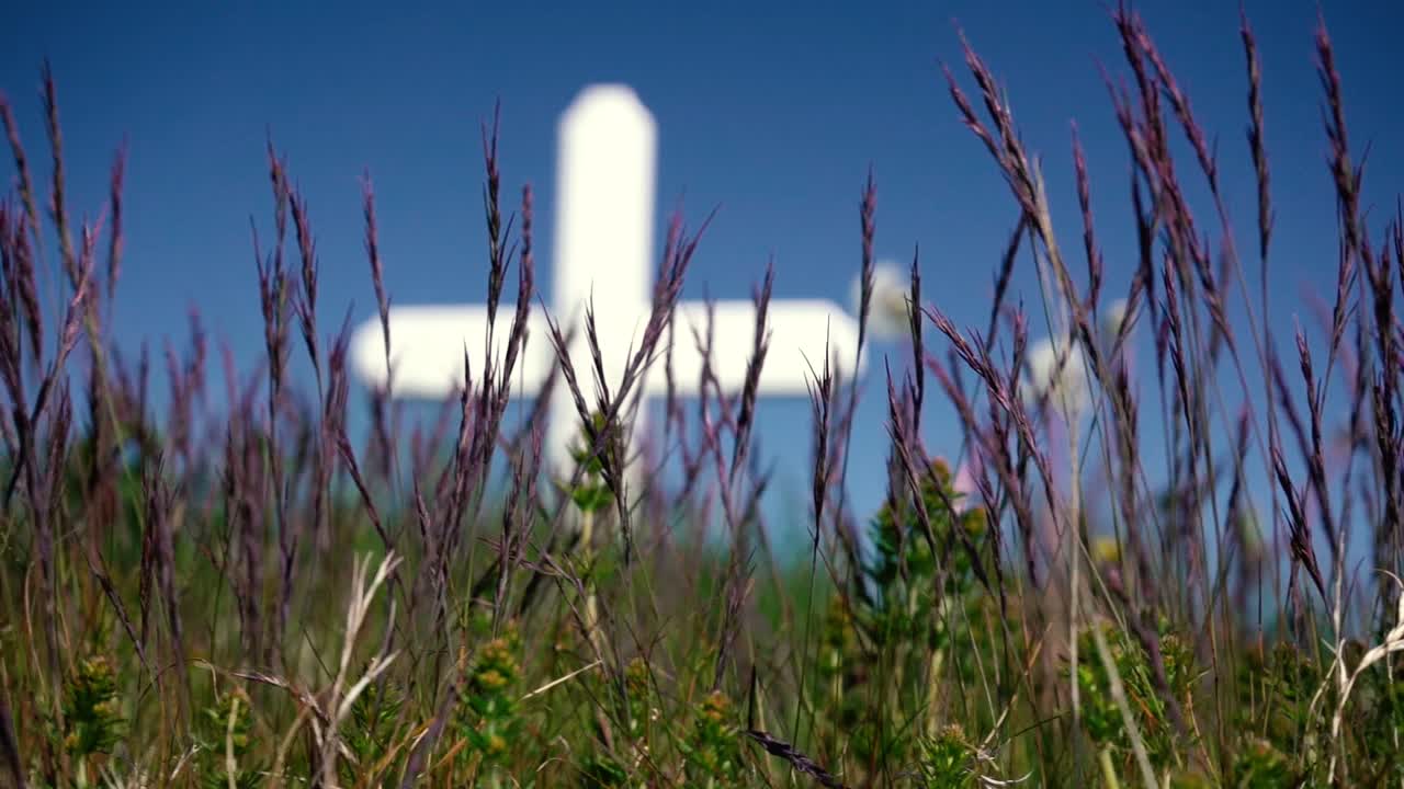 석양에 푸른 잔디의 여러 샷