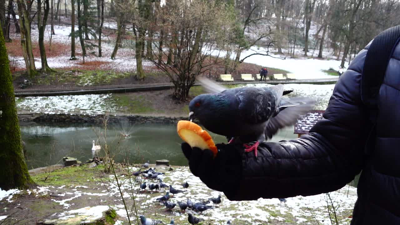 Feeding pigeons from your hands in the winter park. Slow motion