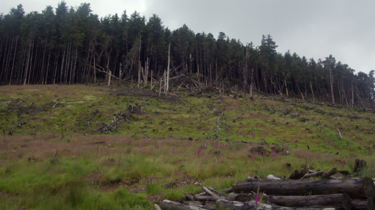 Deforestation on a Hillside