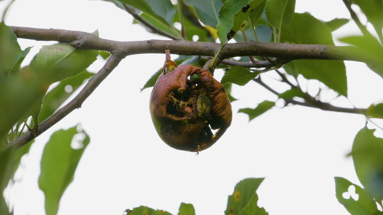 Coleotteri mangiafichi che mangiano una pera marcia mentre pende da un ramo d'albero a fine estate
