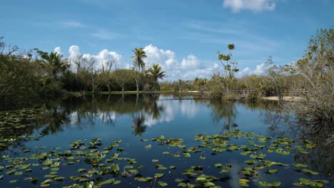 vista de un pequeño parque en los everglades de florida con un pequeño lago pantanoso oscuro en el medio cubierto de lirios y rodeado de palmeras en un cálido día soleado con grandes nubes