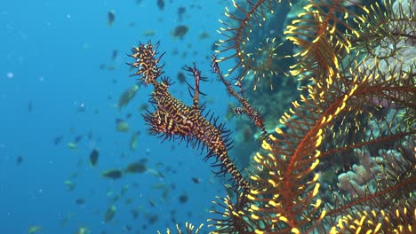 Zwei-Harlekin-Geisterpfeifenfische-über-Federstern-Mit-Blauem-Ozean-Im-Hintergrund