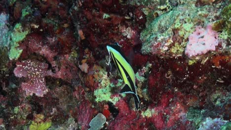 ídolo-Moro-De-Cerca-En-El-Arrecife-De-Coral