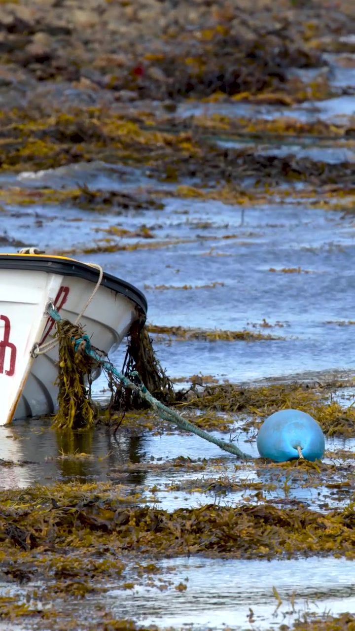 Un bote de remos blanco se mece en aguas poco profundas con algas marinas y una boya azul, bajo la luz natural del día.
