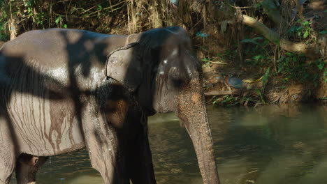 elephant bathing in a river