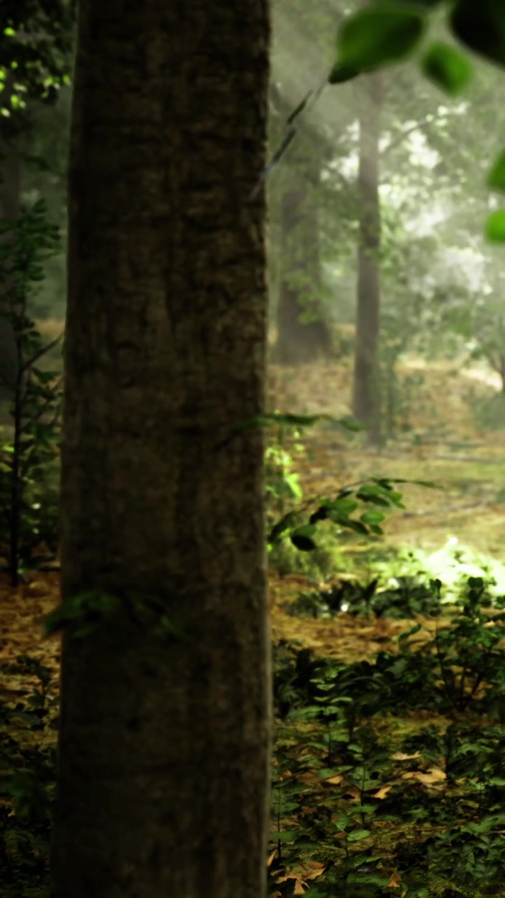 Luce che filtra tra gli alberi in un bosco a mezzogiorno creando giochi di ombre