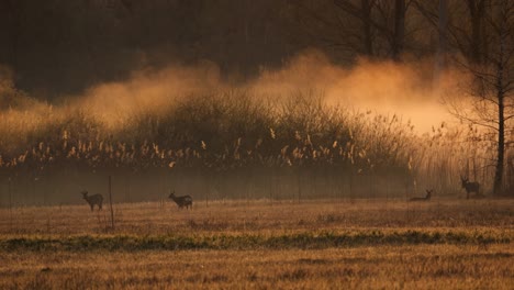a family of deer stands at sunrise in a beautiful natural landscape. the fog and mist rise, illuminated by the sun. it is morning and spring. everything begins to come to life.