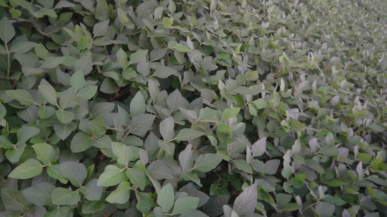 High-angle slow-motion view spiraling over a green soybean field.