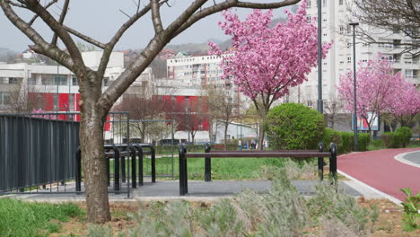 árbol-Urbano-De-Primavera-En-Primer-Plano-Con-Flores-De-Cerezo-Floreciendo-En-Un-Parque-De-La-Ciudad,-Señalando-La-Llegada-De-La-Primavera-Al-Paisaje-Urbano