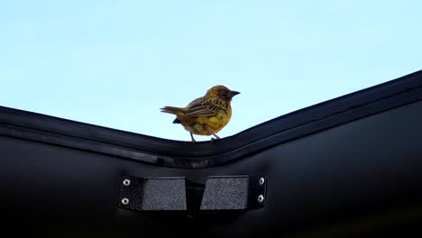 pequeño pájaro amarillo y negro en el techo solar abierto del coche safari, tanzania