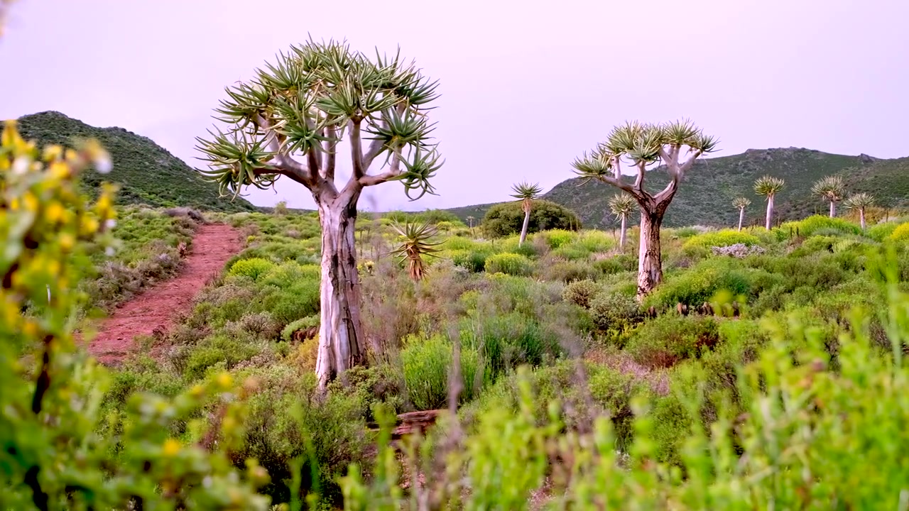 Et slider-opptak avslører tørketolerante kokerboom-trær (Aloe dichotoma) i halvørken